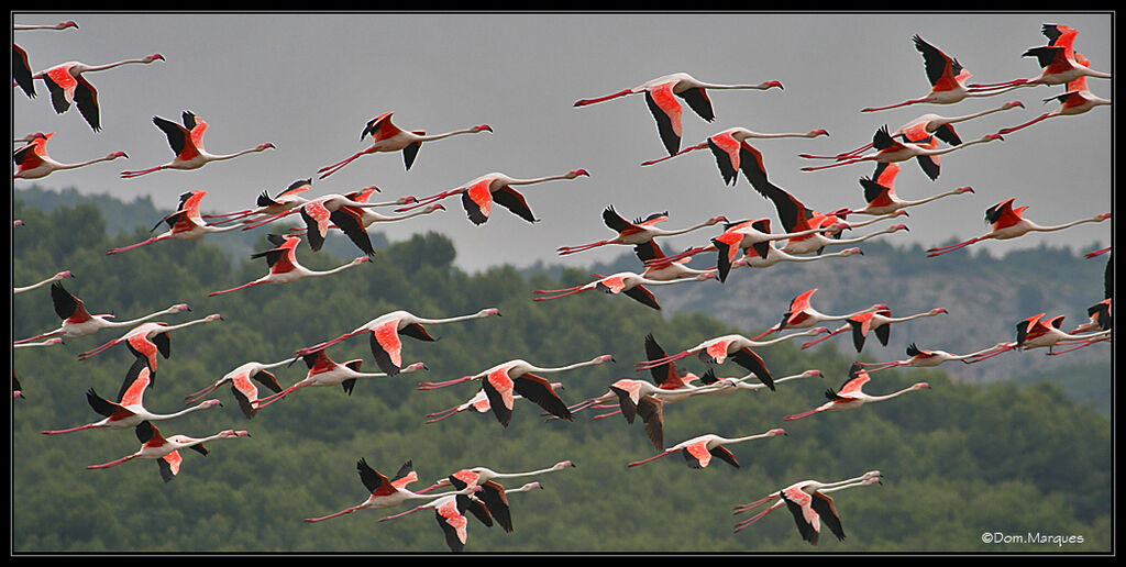 Greater Flamingoadult