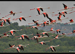 Flamant rose