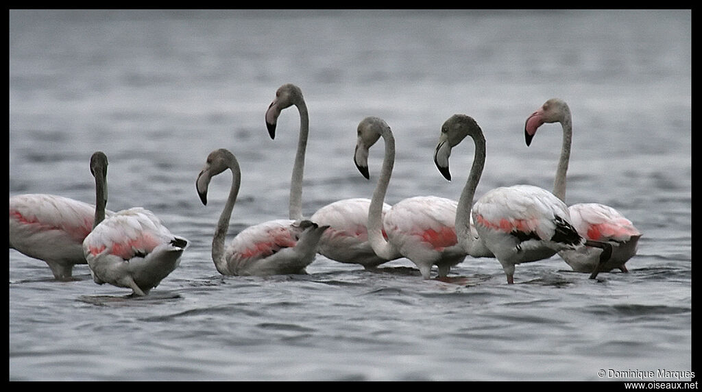 Greater FlamingoFirst year