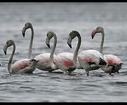 Flamant rose