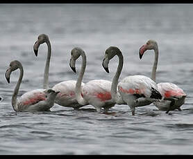 Flamant rose