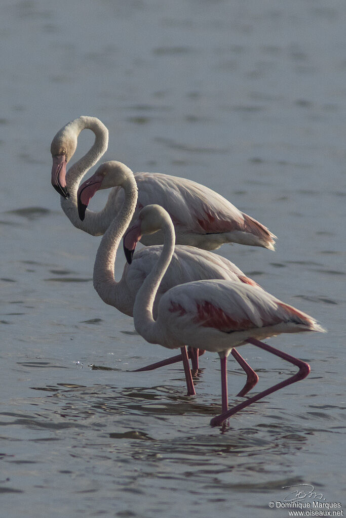 Greater Flamingoadult