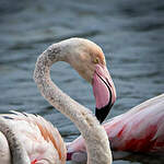 Flamant rose