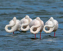 Greater Flamingo