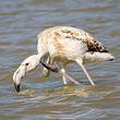Flamant rose