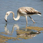 Flamant rose