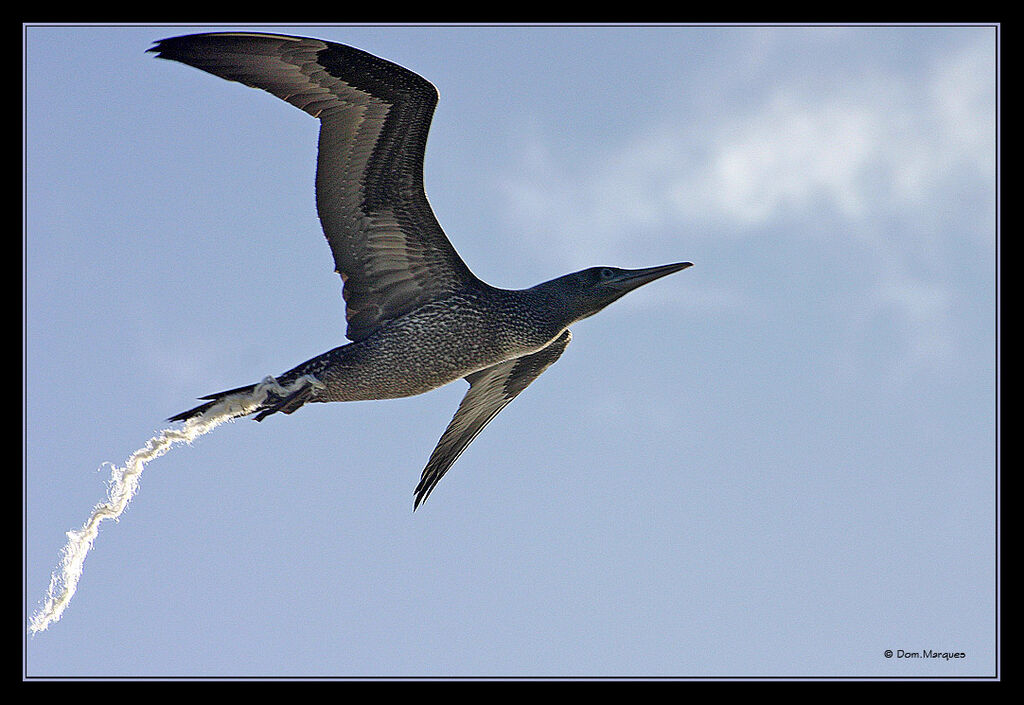 Northern Gannetjuvenile, Flight