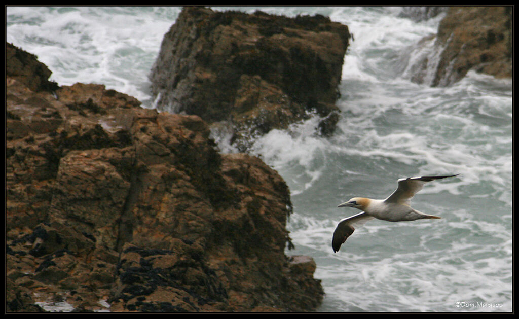 Northern Gannetadult post breeding