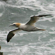 Northern Gannet