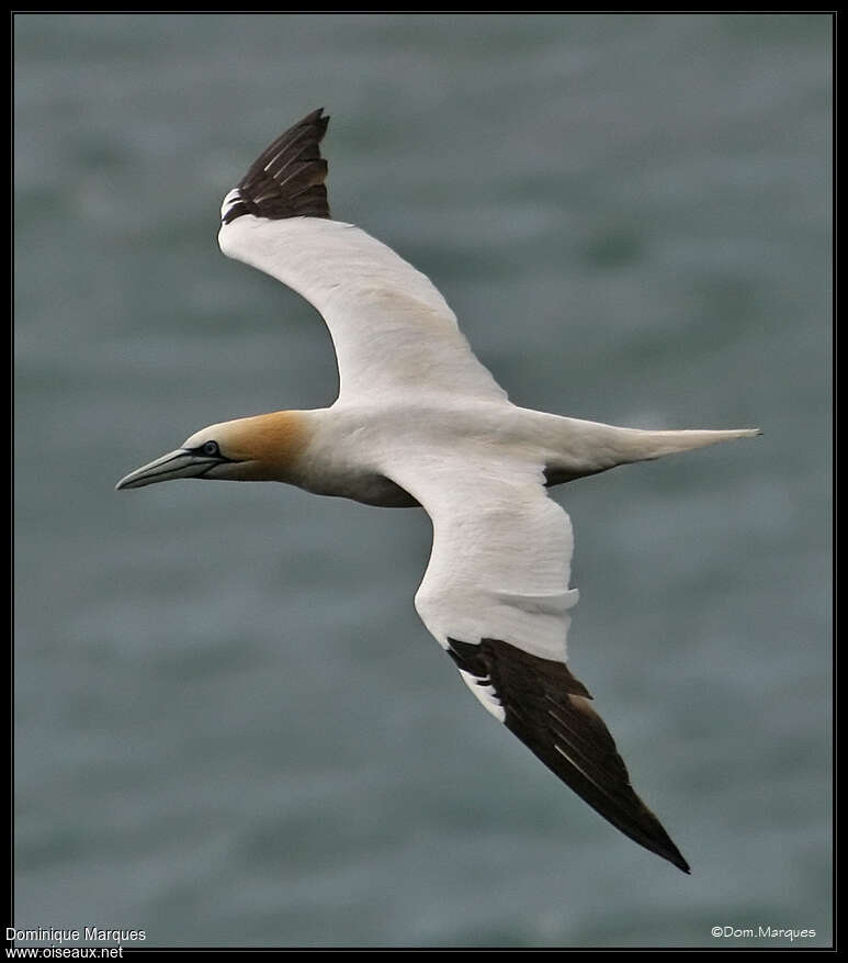 Northern Gannetadult post breeding, Flight