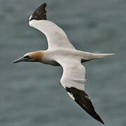 Northern Gannet