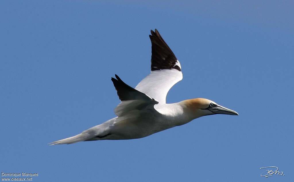 Northern Gannetadult post breeding, Flight