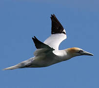 Northern Gannet