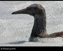 Northern Gannet