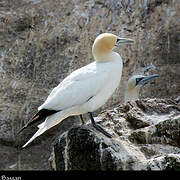 Northern Gannet