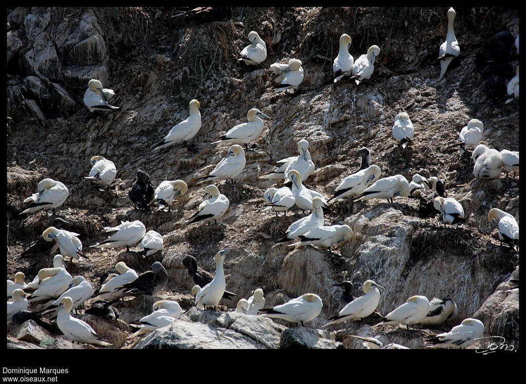 Northern Gannet, Reproduction-nesting