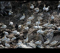 Northern Gannet