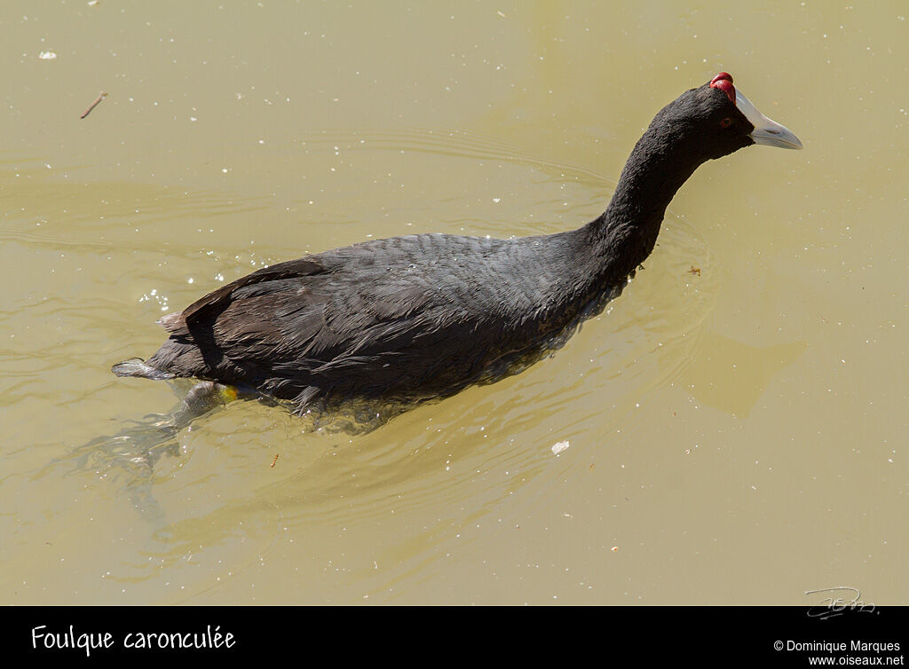 Foulque caronculée, identification