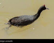 Red-knobbed Coot