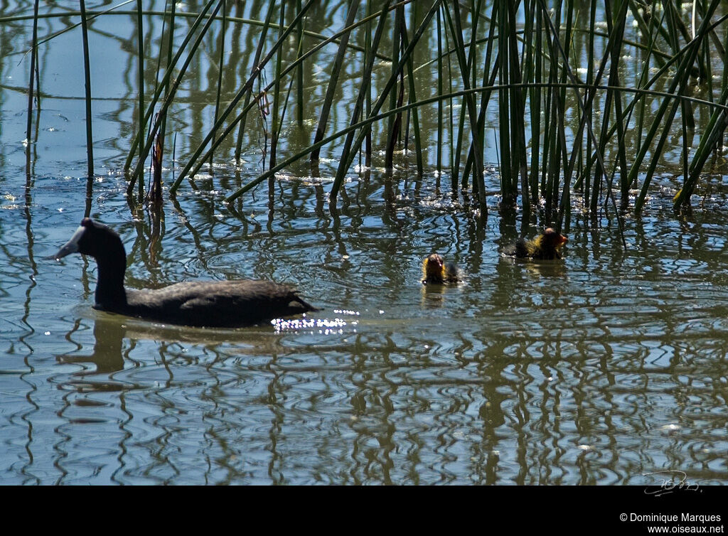 Red-knobbed Cootadult, identification