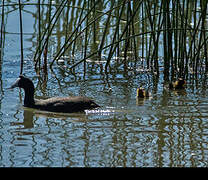 Red-knobbed Coot