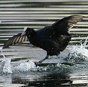 Eurasian Coot