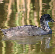 Eurasian Coot