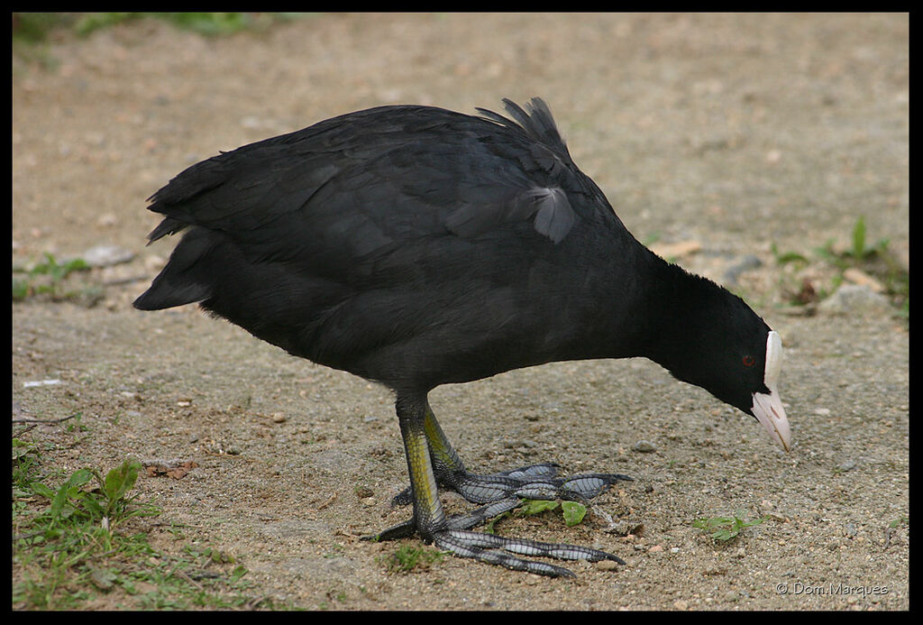 Foulque macrouleadulte