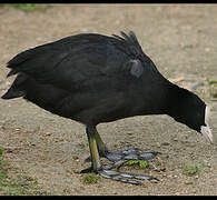 Eurasian Coot