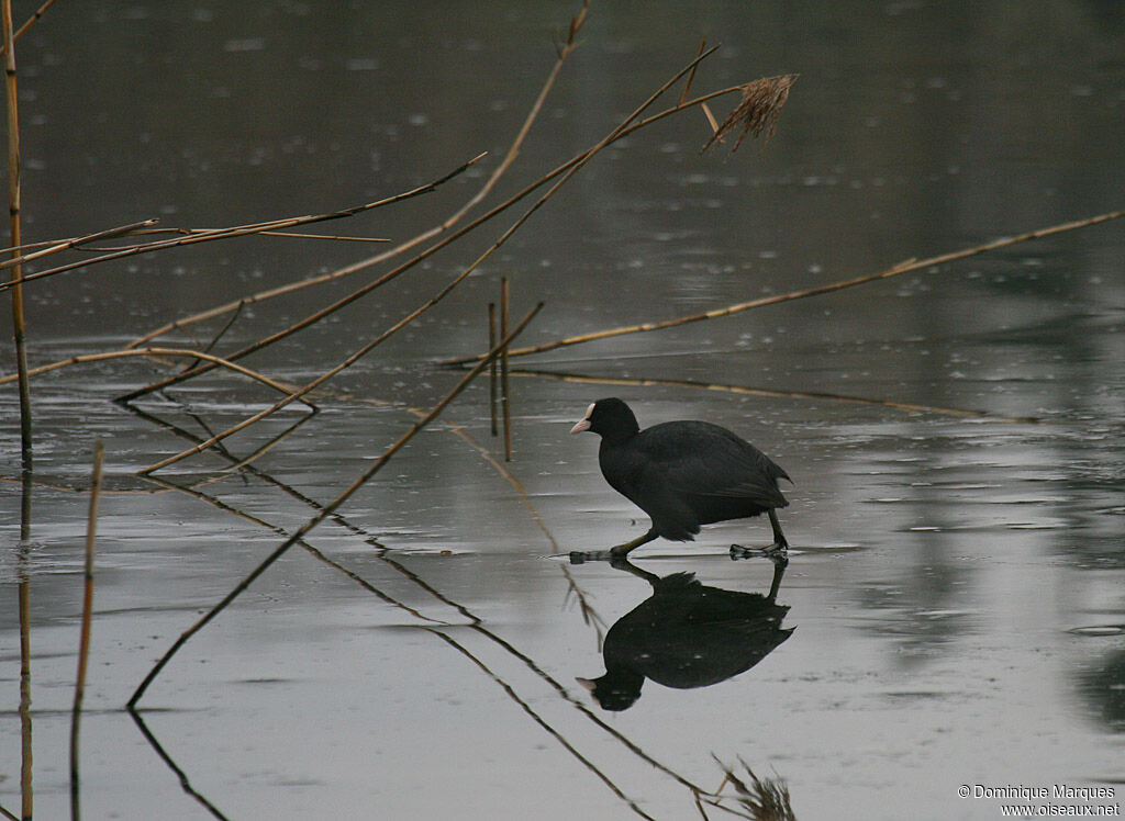 Foulque macrouleadulte, Comportement