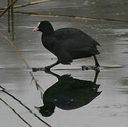 Eurasian Coot