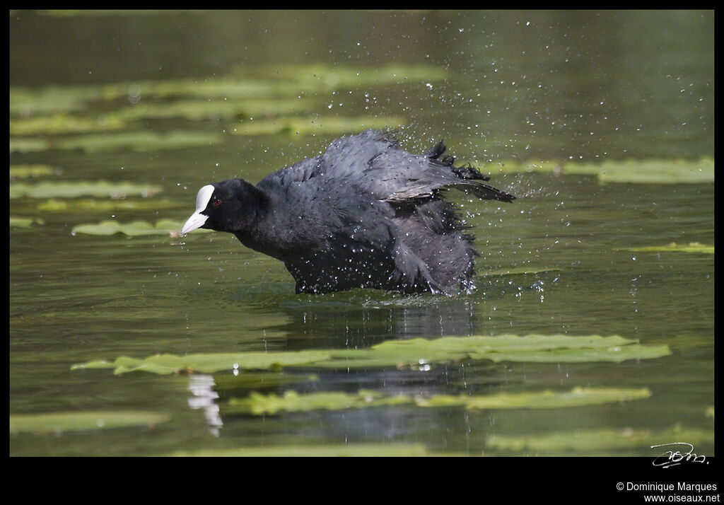 Foulque macrouleadulte, identification, Comportement