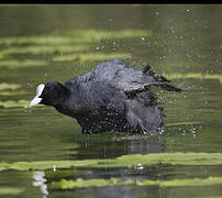 Eurasian Coot