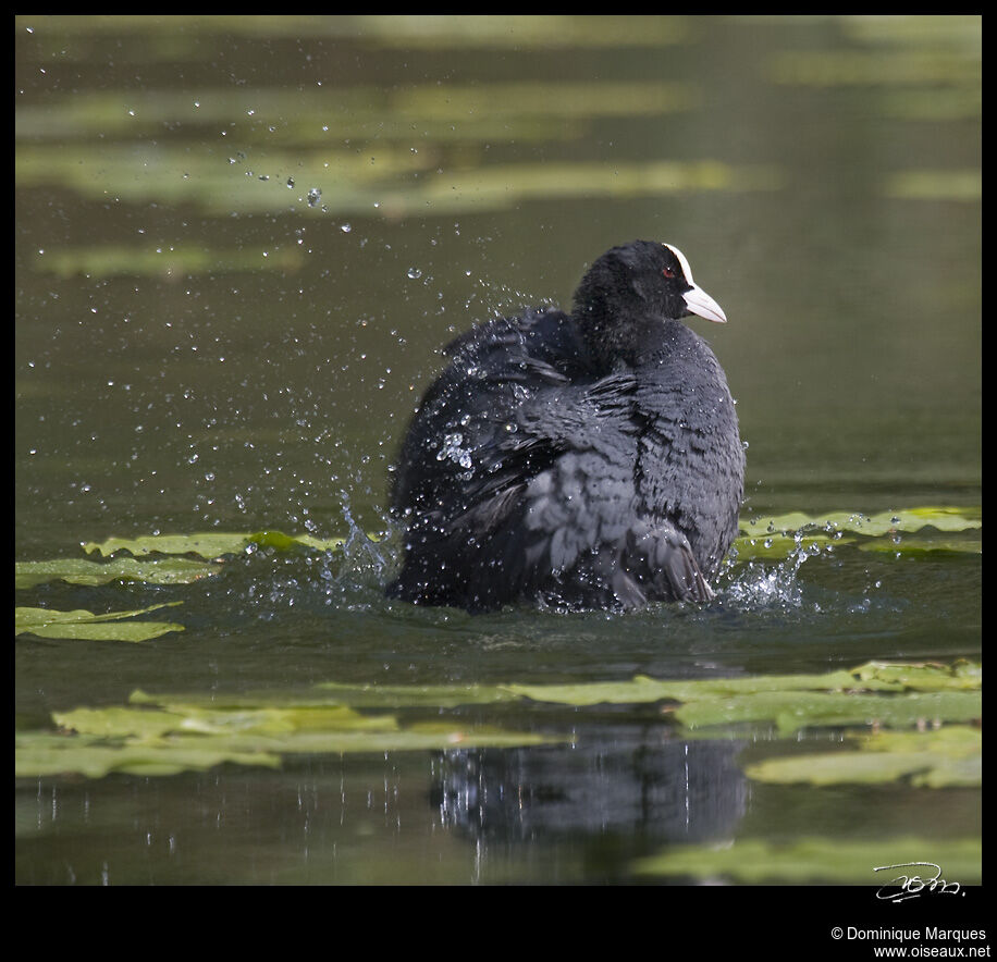 Eurasian Cootadult, identification, Behaviour