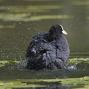 Eurasian Coot