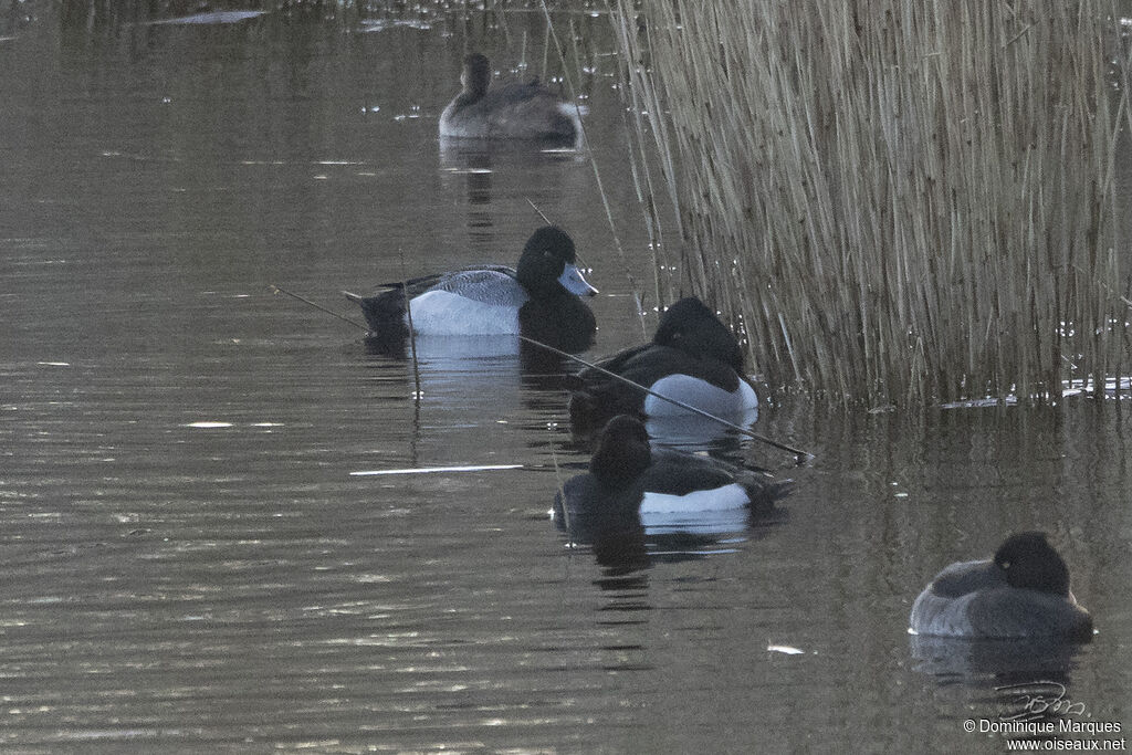 Lesser Scaup male adult