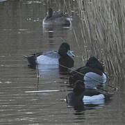 Lesser Scaup