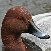 Common Pochard