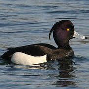 Tufted Duck