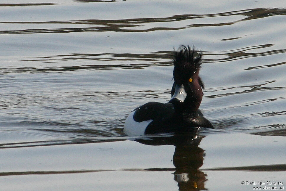 Tufted Duck male adult