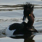 Tufted Duck