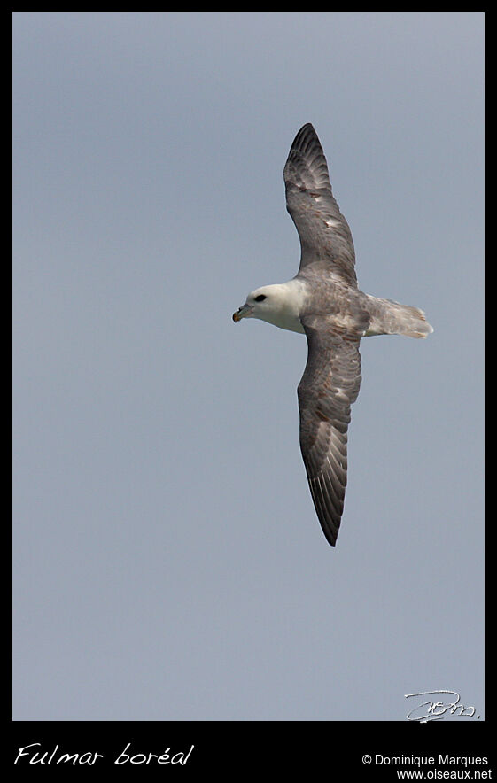 Fulmar boréaladulte, Vol