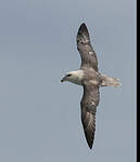 Fulmar boréal