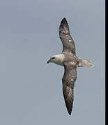 Northern Fulmar