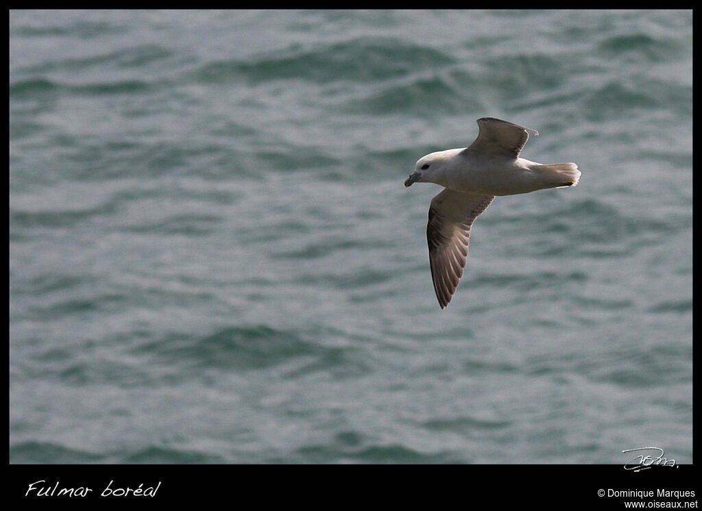 Fulmar boréaladulte, Vol