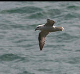 Fulmar boréal