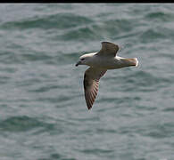 Fulmar boréal