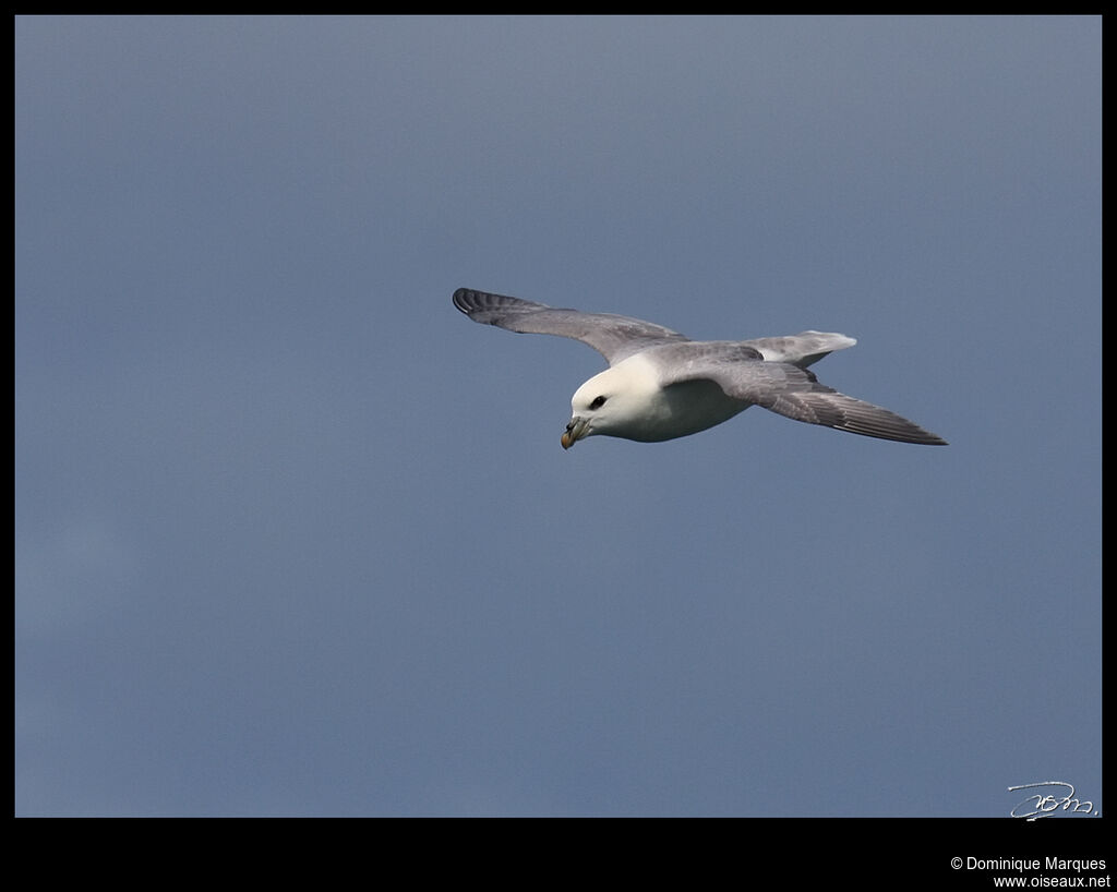 Fulmar boréaladulte, Vol