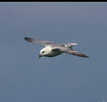 Fulmar boréal