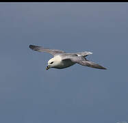 Northern Fulmar